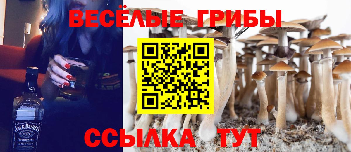 Псилоцибиновые грибы Cubensis Благовещенск
